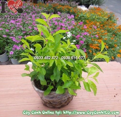 Cây Thanh Quan – Ý Nghĩa, Cách Chăm Sóc & Mua Bán Sỉ Lẻ Giá Tốt Tại TP.HCM