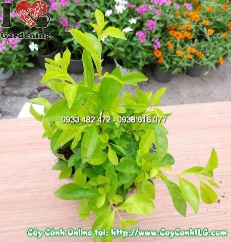 Cây Thanh Quan – Ý Nghĩa, Cách Chăm Sóc & Mua Bán Sỉ Lẻ Giá Tốt Tại TP.HCM