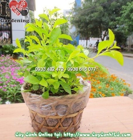 Cây Thanh Quan – Ý Nghĩa, Cách Chăm Sóc & Mua Bán Sỉ Lẻ Giá Tốt Tại TP.HCM