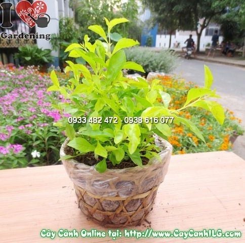 Cây Thanh Quan – Ý Nghĩa, Cách Chăm Sóc & Mua Bán Sỉ Lẻ Giá Tốt Tại TP.HCM