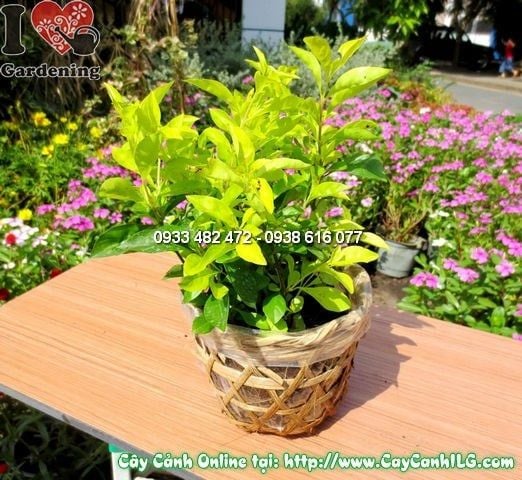 Cây Thanh Quan – Ý Nghĩa, Cách Chăm Sóc & Mua Bán Sỉ Lẻ Giá Tốt Tại TP.HCM