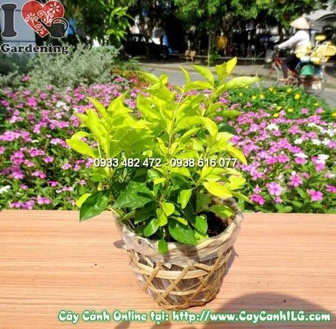 Cây Thanh Quan – Ý Nghĩa, Cách Chăm Sóc & Mua Bán Sỉ Lẻ Giá Tốt Tại TP.HCM