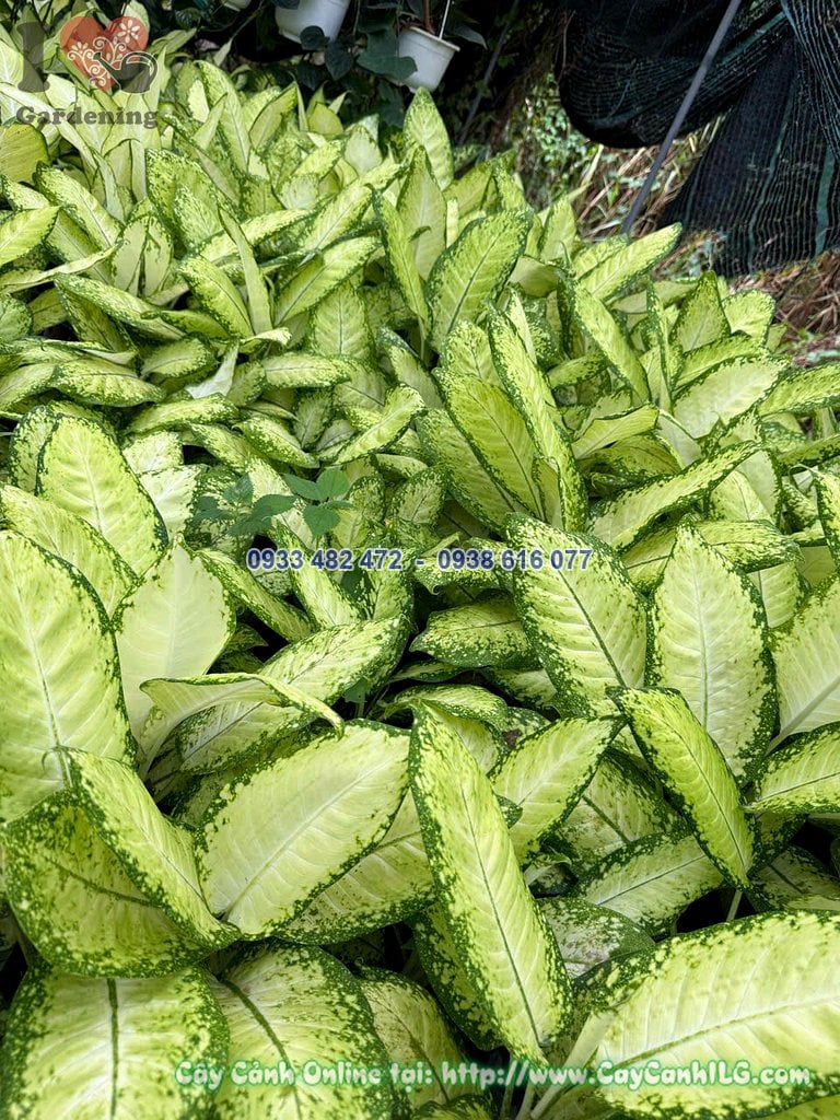 Cây thiên hoàng vàng cao 50cm dáng đẹp tại vườn ILG