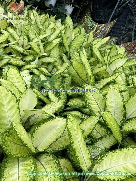 Cây Thiên Hoàng Vàng Cao 50cm