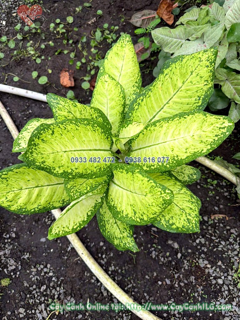 Chi tiết lá cây thiên hoàng vàng cao 50cm