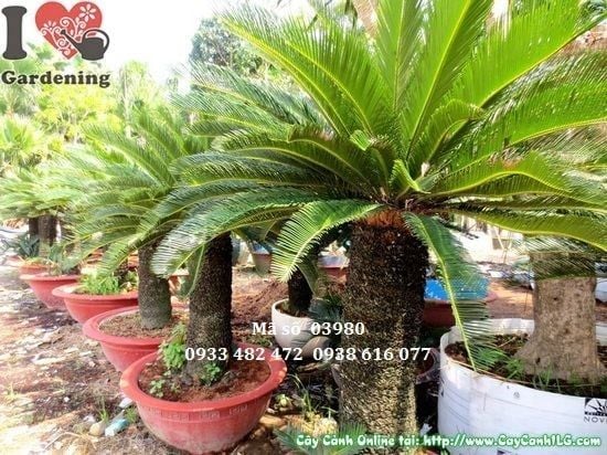 Cây Thiên Tuế – Ý Nghĩa, Cách Chăm Sóc & Mua Bán Sỉ Lẻ Giá Tốt Tại TP.HCM