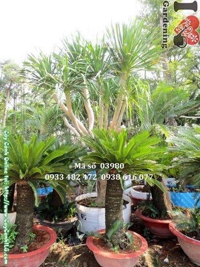 Cây Thiên Tuế – Ý Nghĩa, Cách Chăm Sóc & Mua Bán Sỉ Lẻ Giá Tốt Tại TP.HCM