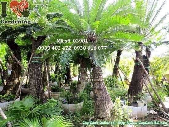 Cây Thiên Tuế – Ý Nghĩa, Cách Chăm Sóc & Mua Bán Sỉ Lẻ Giá Tốt Tại TP.HCM