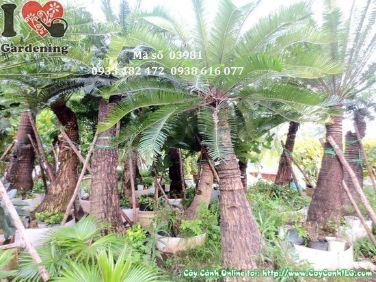 Cây Thiên Tuế – Ý Nghĩa, Cách Chăm Sóc & Mua Bán Sỉ Lẻ Giá Tốt Tại TP.HCM