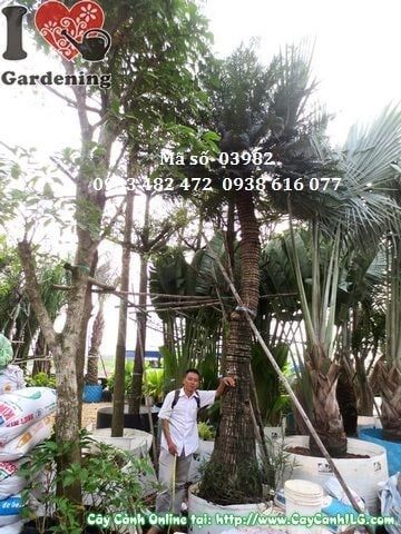 Cây Thiên Tuế – Ý Nghĩa, Cách Chăm Sóc & Mua Bán Sỉ Lẻ Giá Tốt Tại TP.HCM
