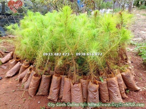 Cây Thông Ba Lá – Ý Nghĩa, Cách Chăm Sóc & Mua Bán Sỉ Lẻ Giá Tốt Tại TP.HCM