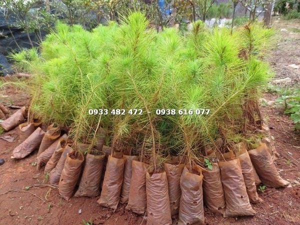 Cây Thông Ba Lá – Ý Nghĩa, Cách Chăm Sóc & Mua Bán Sỉ Lẻ Giá Tốt Tại TP.HCM