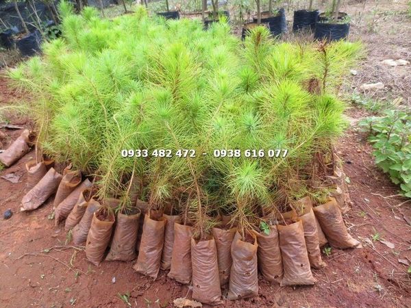 Cây Thông Ba Lá – Ý Nghĩa, Cách Chăm Sóc & Mua Bán Sỉ Lẻ Giá Tốt Tại TP.HCM