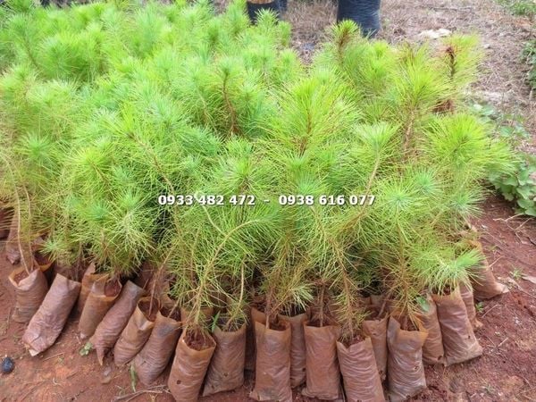 Cây Thông Ba Lá – Ý Nghĩa, Cách Chăm Sóc & Mua Bán Sỉ Lẻ Giá Tốt Tại TP.HCM