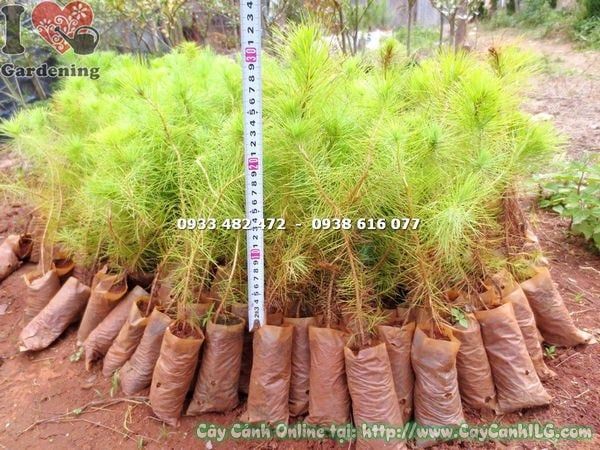 Cây Thông Ba Lá – Ý Nghĩa, Cách Chăm Sóc & Mua Bán Sỉ Lẻ Giá Tốt Tại TP.HCM