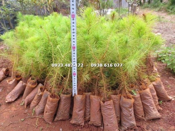 Cây Thông Ba Lá – Ý Nghĩa, Cách Chăm Sóc & Mua Bán Sỉ Lẻ Giá Tốt Tại TP.HCM