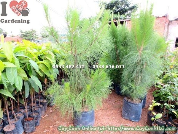 Cây Thông Caribe – Ý Nghĩa, Cách Chăm Sóc & Mua Bán Sỉ Lẻ Giá Tốt Tại TP.HCM