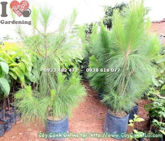 Cây Thông Caribe – Ý Nghĩa, Cách Chăm Sóc & Mua Bán Sỉ Lẻ Giá Tốt Tại TP.HCM