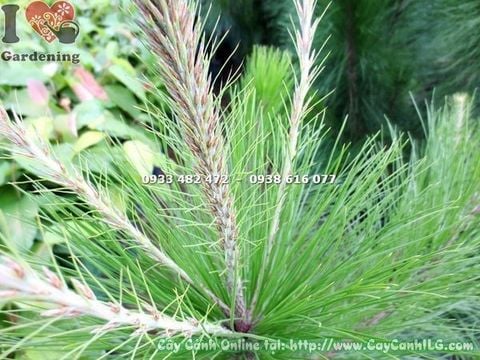 Cây Thông Caribe – Ý Nghĩa, Cách Chăm Sóc & Mua Bán Sỉ Lẻ Giá Tốt Tại TP.HCM