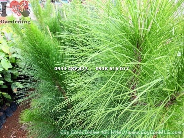 Cây Thông Caribe – Ý Nghĩa, Cách Chăm Sóc & Mua Bán Sỉ Lẻ Giá Tốt Tại TP.HCM