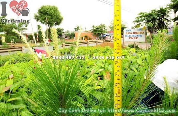 Cây Thông Caribe – Ý Nghĩa, Cách Chăm Sóc & Mua Bán Sỉ Lẻ Giá Tốt Tại TP.HCM