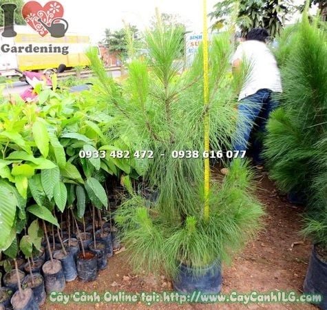 Cây Thông Caribe – Ý Nghĩa, Cách Chăm Sóc & Mua Bán Sỉ Lẻ Giá Tốt Tại TP.HCM