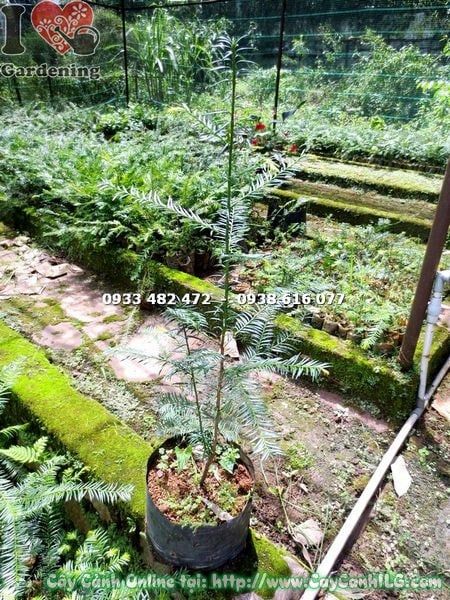 Cây Thông Đỏ – Ý Nghĩa, Cách Chăm Sóc & Mua Bán Sỉ Lẻ Giá Tốt Tại TP.HCM