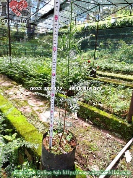 Cây Thông Đỏ – Ý Nghĩa, Cách Chăm Sóc & Mua Bán Sỉ Lẻ Giá Tốt Tại TP.HCM