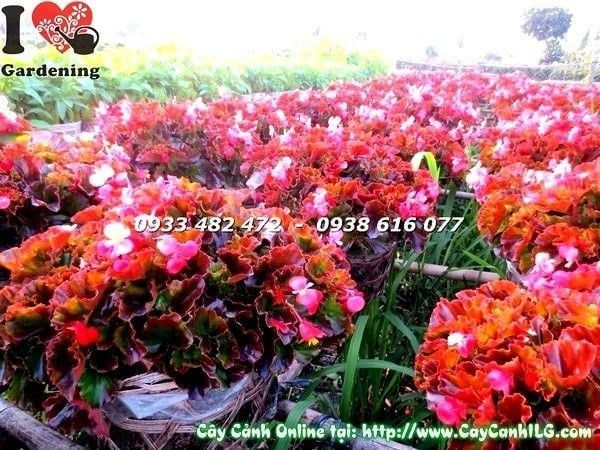 Cây Thu Hải Đường – Ý Nghĩa, Cách Chăm Sóc & Mua Bán Sỉ Lẻ Giá Tốt Tại TP.HCM