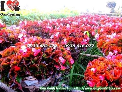 Cây Thu Hải Đường – Ý Nghĩa, Cách Chăm Sóc & Mua Bán Sỉ Lẻ Giá Tốt Tại TP.HCM