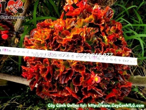 Cây Thu Hải Đường – Ý Nghĩa, Cách Chăm Sóc & Mua Bán Sỉ Lẻ Giá Tốt Tại TP.HCM