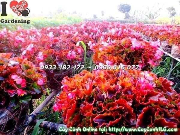 Cây Thu Hải Đường – Ý Nghĩa, Cách Chăm Sóc & Mua Bán Sỉ Lẻ Giá Tốt Tại TP.HCM