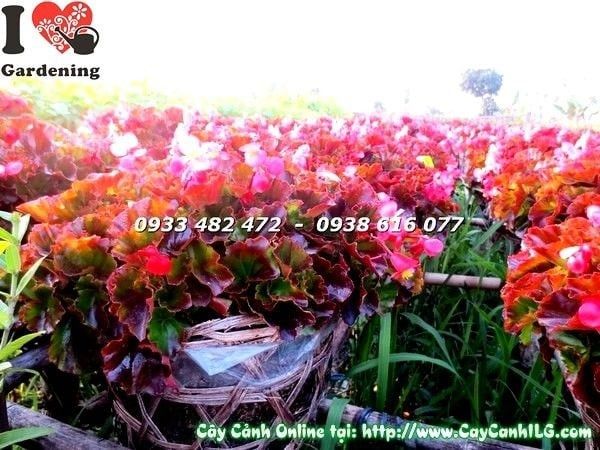 Cây Thu Hải Đường – Ý Nghĩa, Cách Chăm Sóc & Mua Bán Sỉ Lẻ Giá Tốt Tại TP.HCM