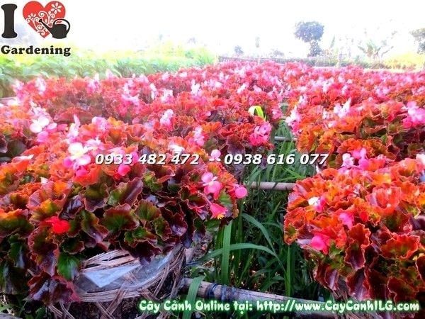 Cây Thu Hải Đường – Ý Nghĩa, Cách Chăm Sóc & Mua Bán Sỉ Lẻ Giá Tốt Tại TP.HCM