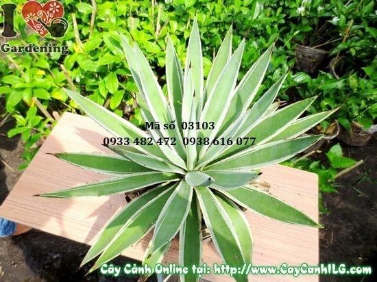 Cây Thùa – Ý Nghĩa, Cách Chăm Sóc & Mua Bán Sỉ Lẻ Giá Tốt Tại TP.HCM