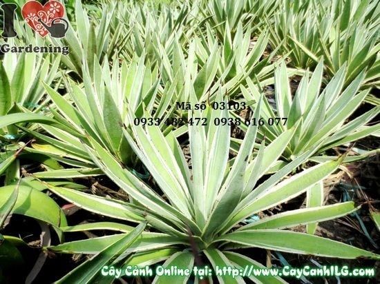 Cây Thùa – Ý Nghĩa, Cách Chăm Sóc & Mua Bán Sỉ Lẻ Giá Tốt Tại TP.HCM