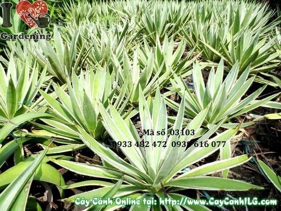 Cây Thùa – Ý Nghĩa, Cách Chăm Sóc & Mua Bán Sỉ Lẻ Giá Tốt Tại TP.HCM