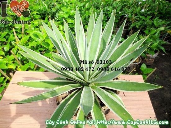 Cây Thùa – Ý Nghĩa, Cách Chăm Sóc & Mua Bán Sỉ Lẻ Giá Tốt Tại TP.HCM