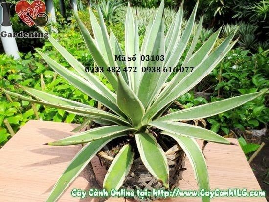 Cây Thùa – Ý Nghĩa, Cách Chăm Sóc & Mua Bán Sỉ Lẻ Giá Tốt Tại TP.HCM