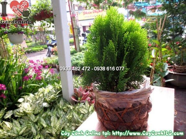 Cây Thuộc Bài – Ý Nghĩa, Cách Chăm Sóc & Mua Bán Sỉ Lẻ Giá Tốt Tại TP.HCM