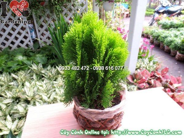 Cây Thuộc Bài – Ý Nghĩa, Cách Chăm Sóc & Mua Bán Sỉ Lẻ Giá Tốt Tại TP.HCM