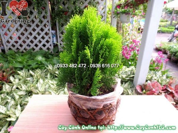 Cây Thuộc Bài – Ý Nghĩa, Cách Chăm Sóc & Mua Bán Sỉ Lẻ Giá Tốt Tại TP.HCM