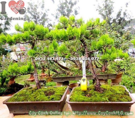 Cây Thuộc Bài – Ý Nghĩa, Cách Chăm Sóc & Mua Bán Sỉ Lẻ Giá Tốt Tại TP.HCM