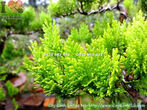 Cây Thuộc Bài – Ý Nghĩa, Cách Chăm Sóc & Mua Bán Sỉ Lẻ Giá Tốt Tại TP.HCM