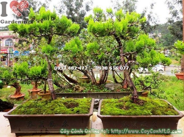 Cây Thuộc Bài – Ý Nghĩa, Cách Chăm Sóc & Mua Bán Sỉ Lẻ Giá Tốt Tại TP.HCM