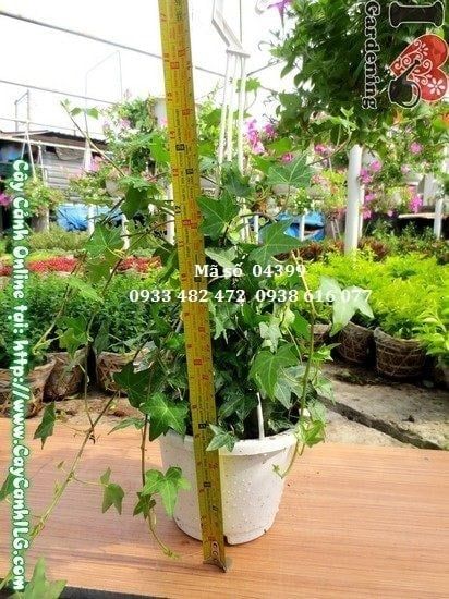 Cây Thường Xuân – Ý Nghĩa, Cách Chăm Sóc & Mua Bán Sỉ Lẻ Giá Tốt Tại TP.HCM