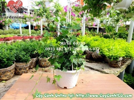 Cây Thường Xuân – Ý Nghĩa, Cách Chăm Sóc & Mua Bán Sỉ Lẻ Giá Tốt Tại TP.HCM