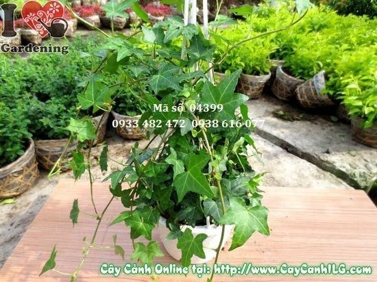 Cây Thường Xuân – Ý Nghĩa, Cách Chăm Sóc & Mua Bán Sỉ Lẻ Giá Tốt Tại TP.HCM