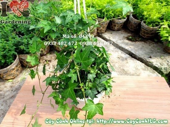 Cây Thường Xuân – Ý Nghĩa, Cách Chăm Sóc & Mua Bán Sỉ Lẻ Giá Tốt Tại TP.HCM