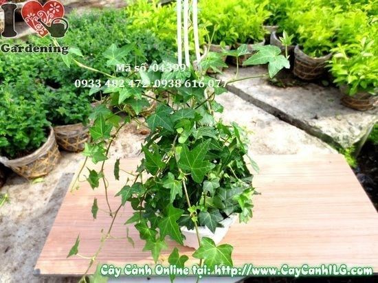 Cây Thường Xuân – Ý Nghĩa, Cách Chăm Sóc & Mua Bán Sỉ Lẻ Giá Tốt Tại TP.HCM